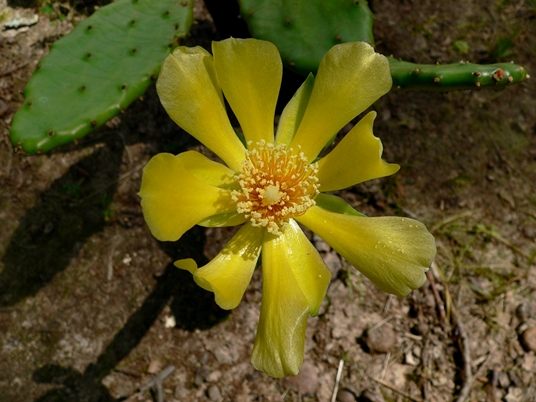 {Opuntia humifusa}
